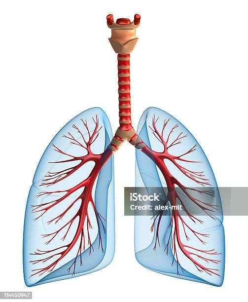 Pulmõessistema Pulmonar - Fotografias de stock e mais imagens de Anatomia - Anatomia, Biologia, Branco