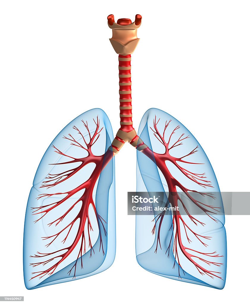 Легких-легочной система - Стоковые фото Анатомия роялти-фри
