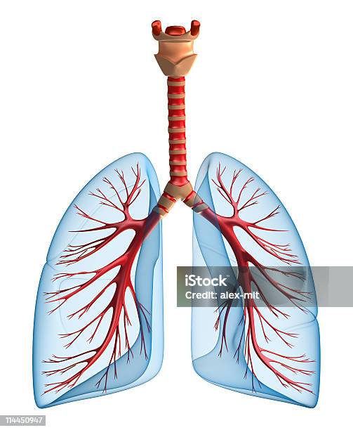 Легкихлегочной Система — стоковые фотографии и другие картинки Анатомия - Анатомия, Белый, Биология