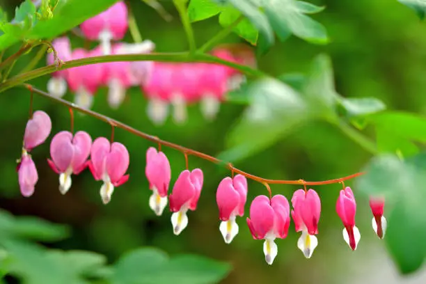 Native to Japan and some other East Asian countries, Lamprocapnos spectabilis (formerly called Dicentra spectabilis) is a late spring blooming perennial with heart-shaped, deep-pink flowers. Flowers dangle downward at regular intervals beneath long arching stems. Common name includes Bleeding heart and Lyre flower. Flowers also come in white color.