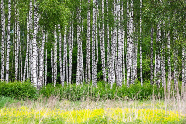 Aspen Tree Forest in Summer - Lush scenic montaone forest with green foliage and wildflowers. Vail, Colorado USA.