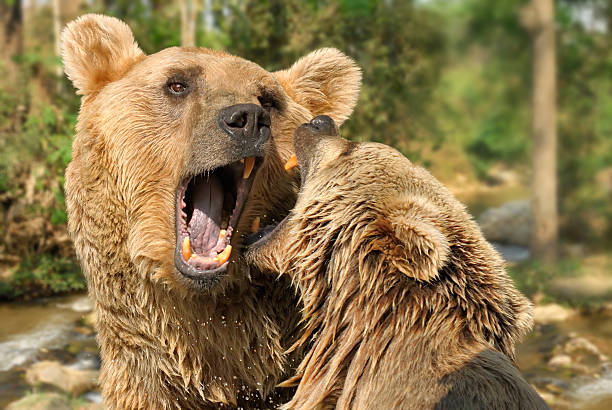 istock Two bears fighting in their habitat 114451198