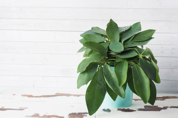 istock Green potted home plant on white table with copy space. 1144513112