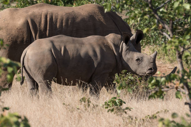 istock Side View Of Rhinoceros On Field 1144515130