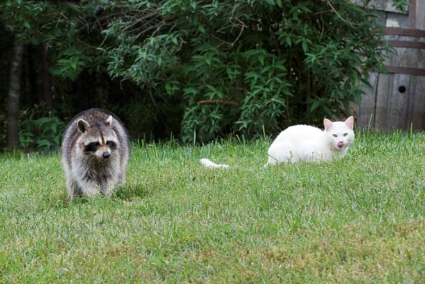 istock Wild raccoon and cat 114451590
