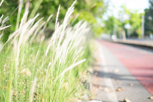 istock Feather Grass or Needle Grass in field with sunlight and red lane in background, Selective focus 1144516992