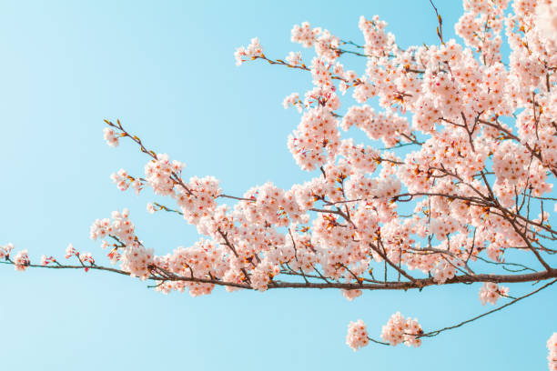 istock Beautiful cherry blossom sakura in spring time with sky  background in Japan. 1144517013