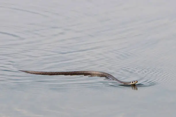 Grass snake swimming in lake