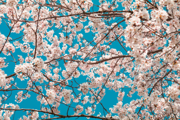 istock Beautiful cherry blossom sakura in spring time with sky  background in Japan. 1144517117