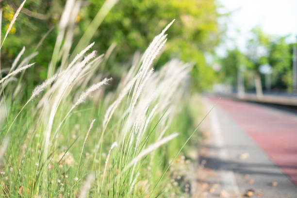 istock Feather Grass or Needle Grass in field with sunlight and red lane in background, Selective focus 1144517197