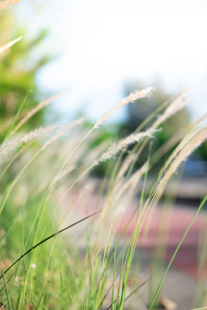 istock Feather Grass or Needle Grass in field with sunlight and red lane in background, Selective focus 1144517236