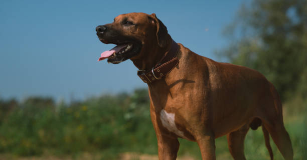 istock Dog rhodesian ridgeback walk outdoors on a field 1144517250
