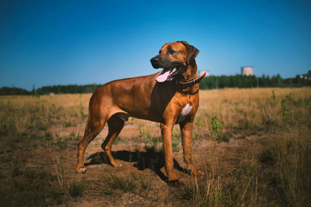 istock Dog rhodesian ridgeback walk outdoors on a field 1144517258