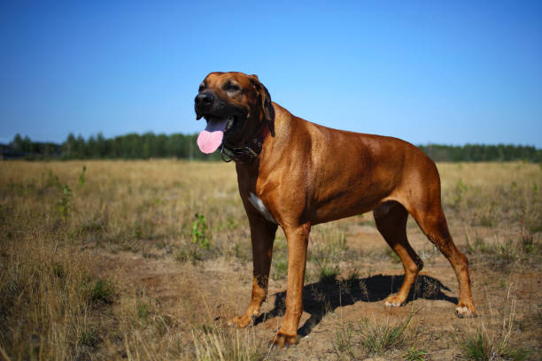 istock Dog rhodesian ridgeback walk outdoors on a field 1144517260