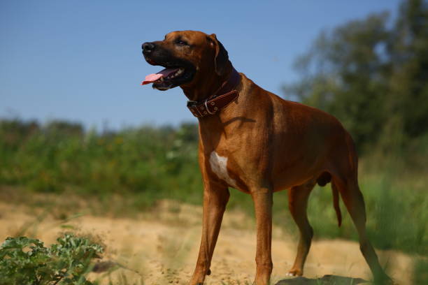 istock Dog rhodesian ridgeback walk outdoors on a field 1144517262