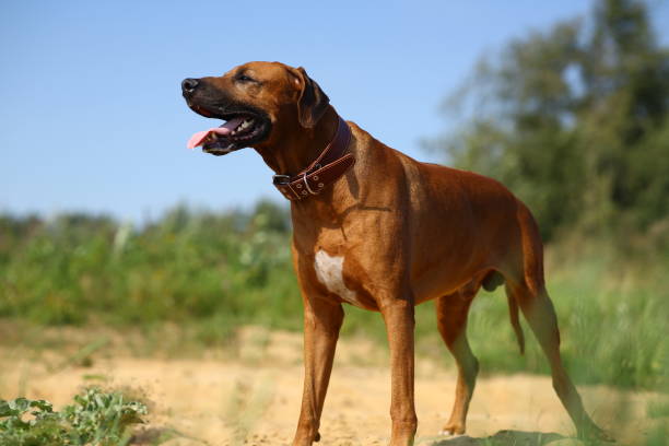 istock Dog rhodesian ridgeback walk outdoors on a field 1144517271
