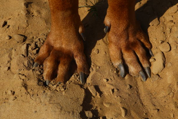 istock View from above at rhodesian ridgeback dog's paws on a sand ground 1144517829