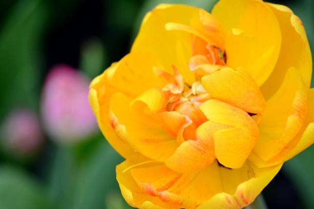 istock Delicate yellow tulips bloom on a flower bed on a spring afternoon 1144518045