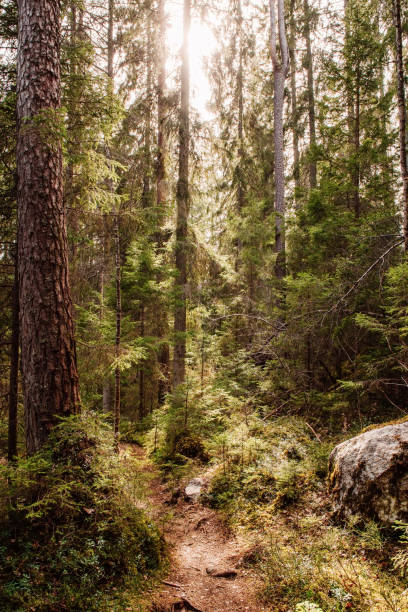 istock Beautiful forest in Tiveden nature landscape 1144518692