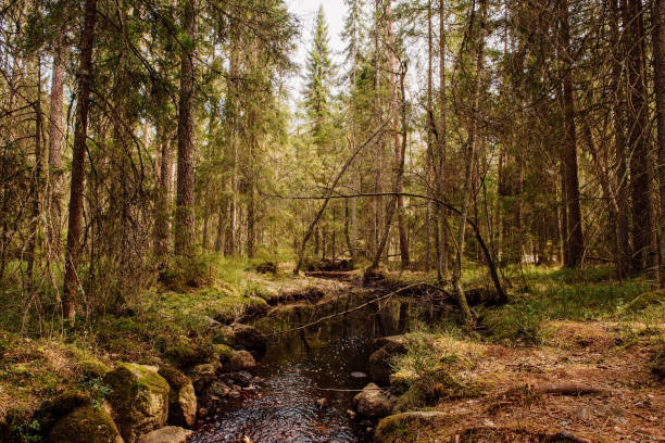 Beautiful forest in Tiveden Sweden nature landscapewalking trail in Vitsand virgin forest primeval Photo taken in daytime in sunlight in early summer