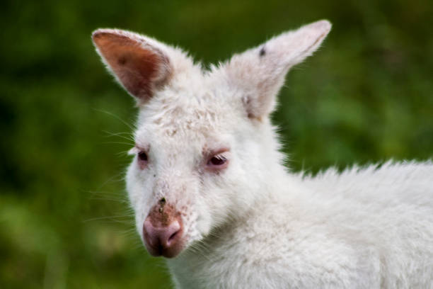 istock Albino Grants Wallaby 1144523102
