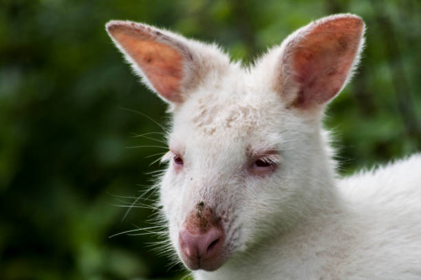 istock Albino Grants Wallaby 1144524371