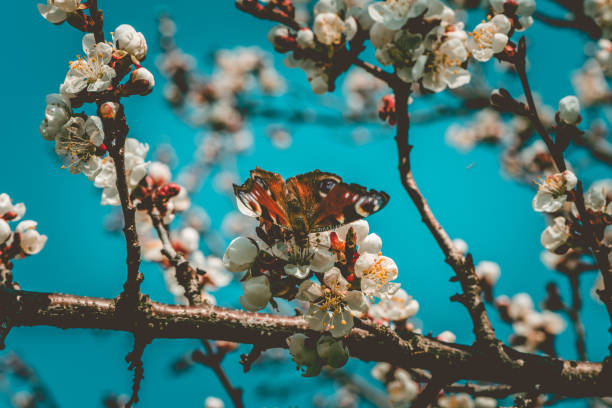 istock Spring, butterfly on cherry flowers 1144525153