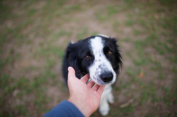 istock Border Collie Love Good Dog 1144525240