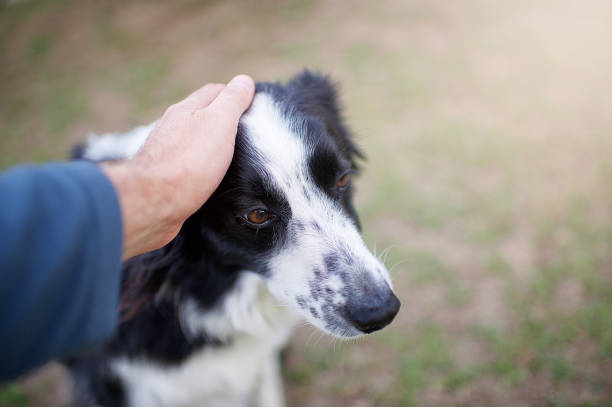istock Border Collie Love and Care 1144525246