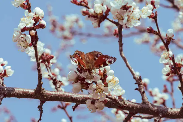 Photo of Spring, butterfly on cherry flowers