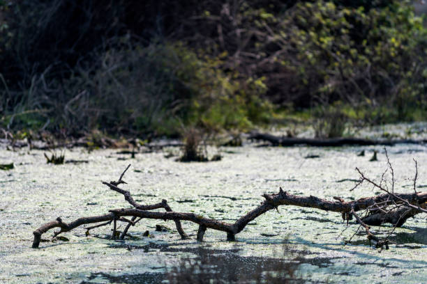 Lake landscape at Pfrunger Ried, Germany