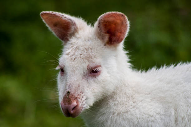istock Albino Grants Wallaby 1144525583
