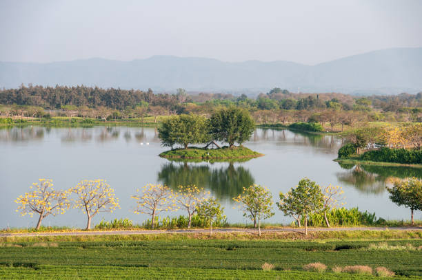 Scenery tea plantation with yellow cotton tree with swan in lake