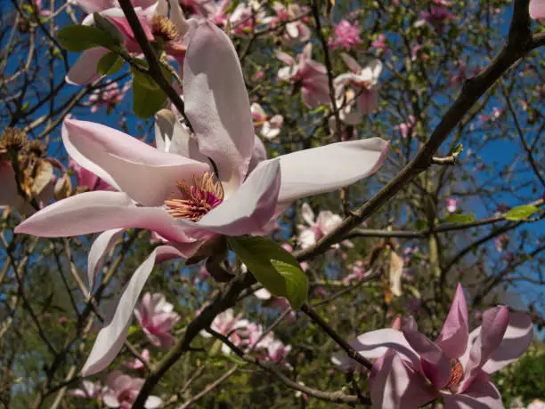 Photo of A magnolia tree in full bloom with blurriness