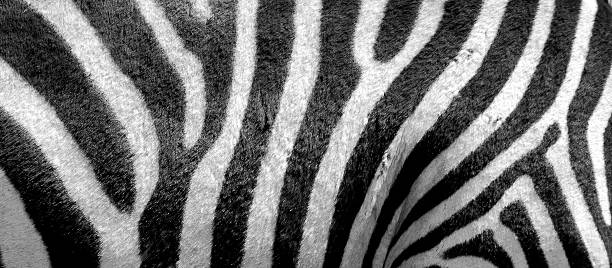 Zebra print stock photo