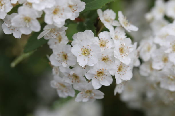 istock flowers and water drops 1144531368