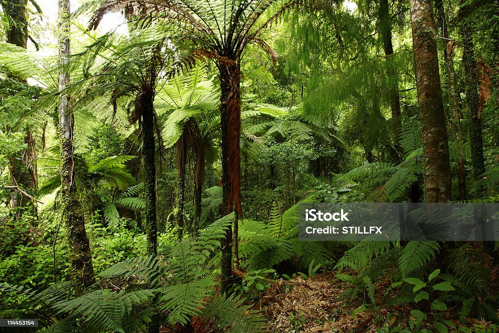 Forest  New Zealand Stock Photo