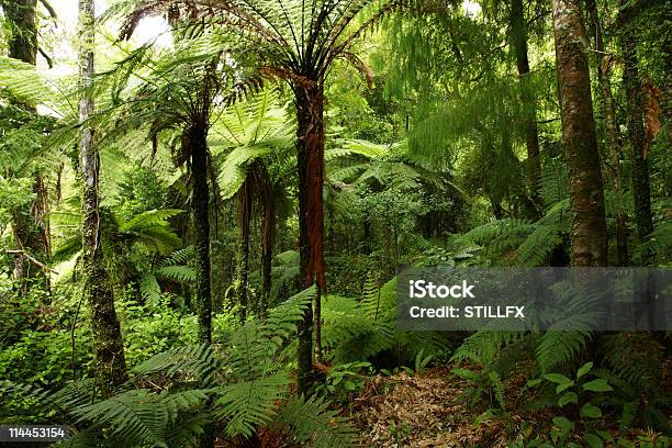 Forest Stock Photo - Download Image Now - New Zealand, Forest, Fern