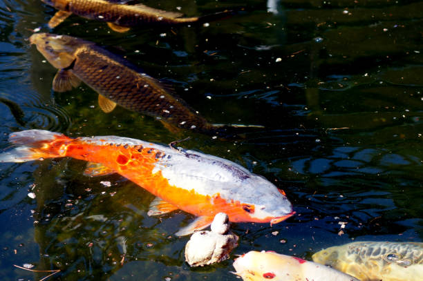 istock Koi carp Cyprinus carpio in a fish pond 1144532923