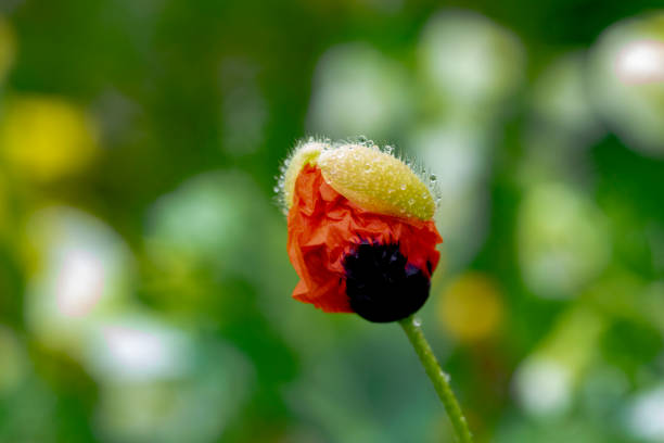 flowers and water drops