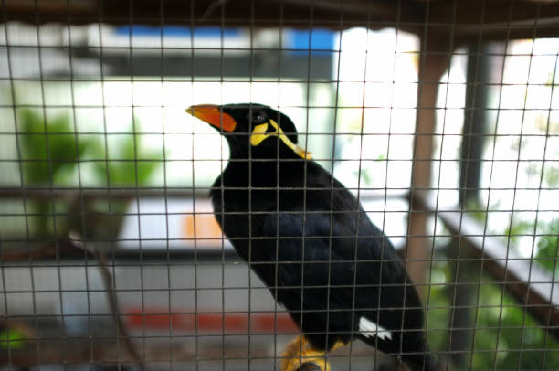 Hill Myna (Talking Myna or Grackle) in the cage . Thai bird