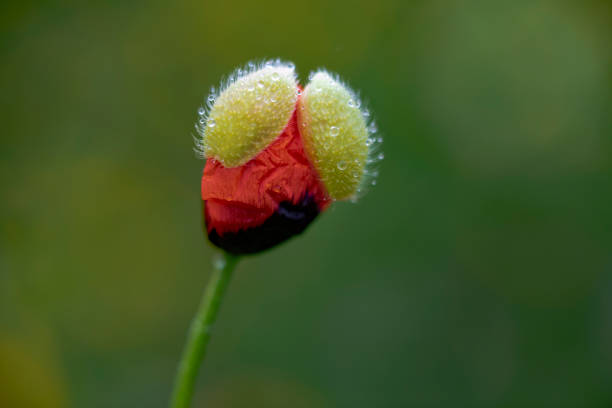 istock flowers and water drops 1144535009