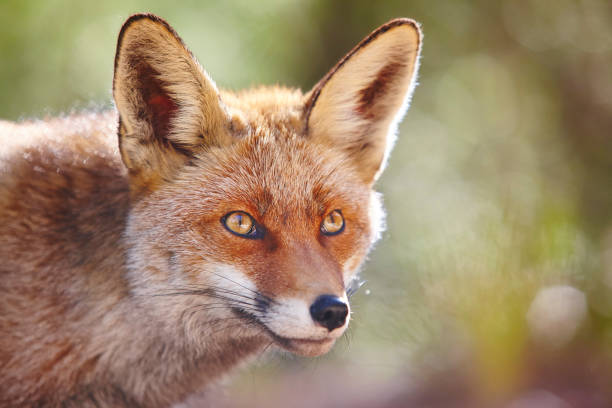 istock Fox head with geen background. Wildlife in the forest 1144536050