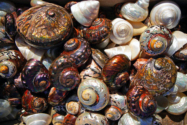 istock colorful shells freshly caught in Herakleio, Greece 1144536238