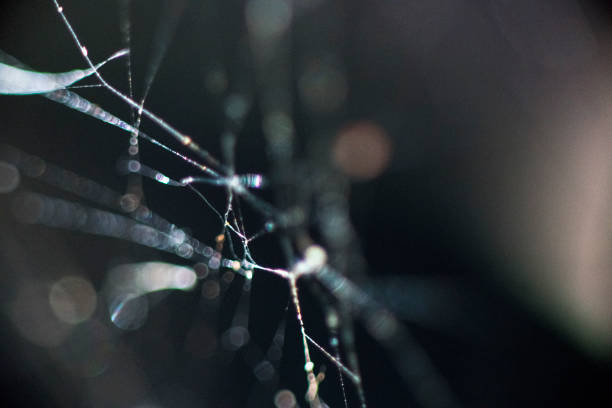 Close up photo of a spiderweb with pearls of rain drops on it