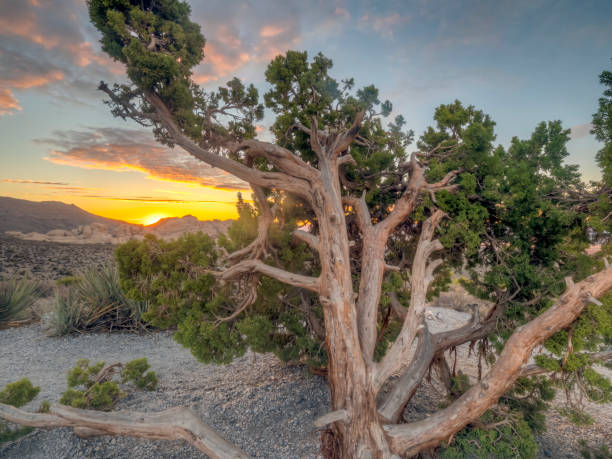 istock Red Rock Canyon,Nevada 1144537866