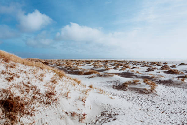 песчаные дюны и сухая трава на берегу - amrum summer spring island стоковые фото и изображения