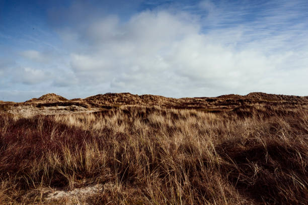 istock Sand dunes on the island of Amrum in spring 1144538004