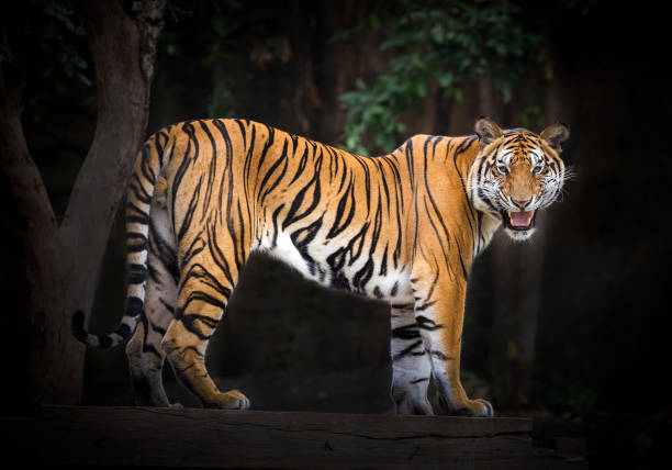 istock Indochina tiger is resting in the natural forest. 1144539286