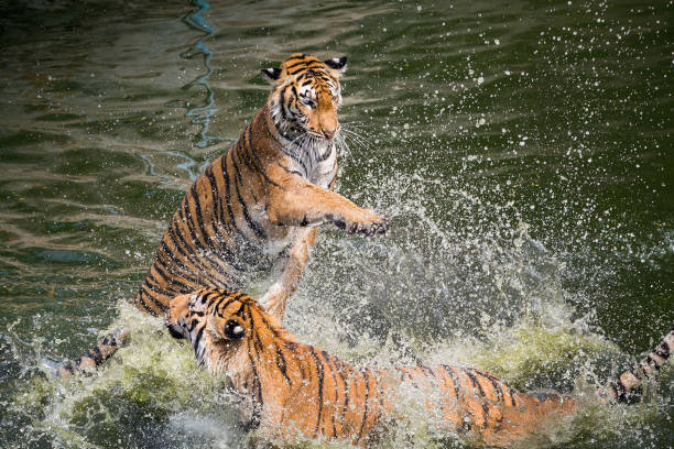istock Indochinese tiger playing in the water. 1144539358